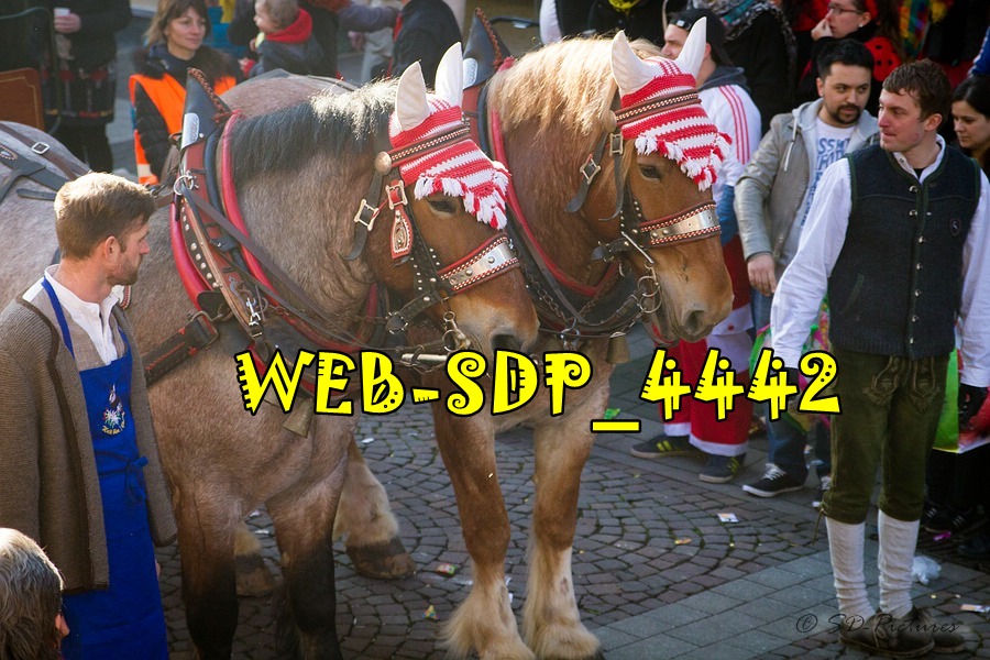WEB SDP 4442