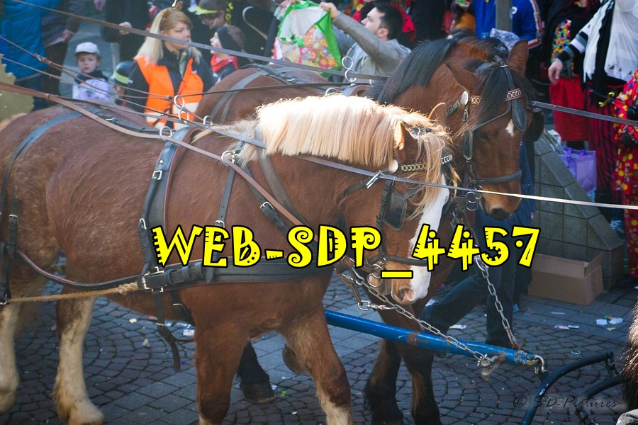 WEB SDP 4457